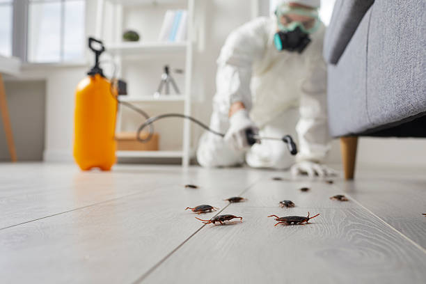 Post-Treatment Bed Bug Interceptor Monitoring in Solon